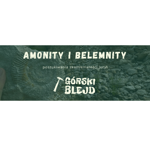 Amonity i belemnity